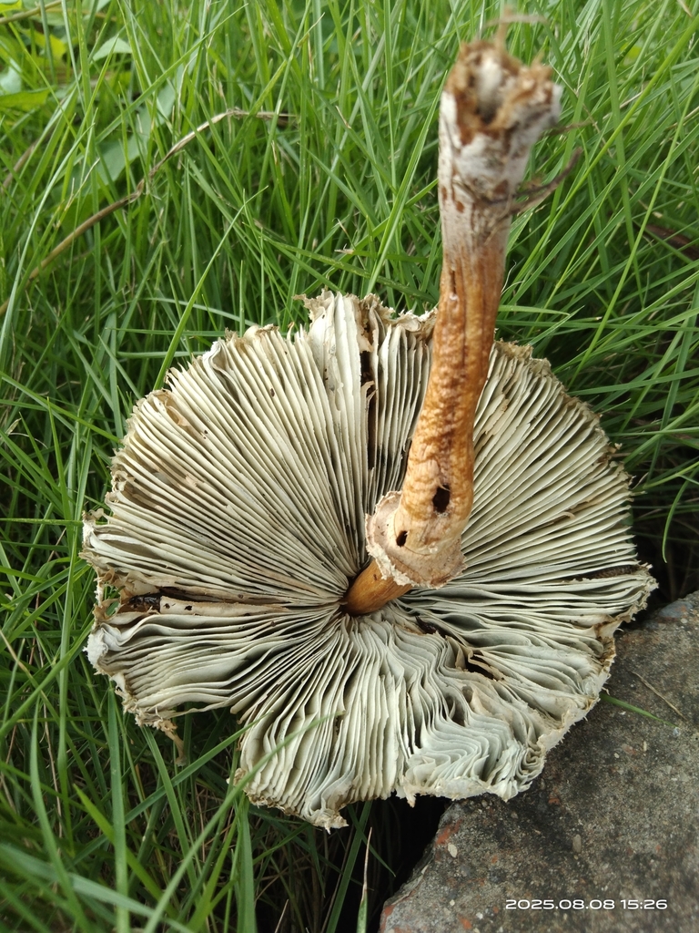 Chlorophyllum molybdites · August 2025 · photo: © naturalist125570 (iNaturalist, cc0)