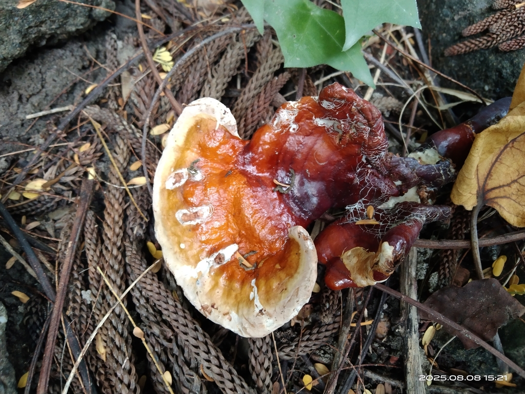 Ganoderma lucidum · August 2025 · photo: © naturalist125570 (iNaturalist, cc0)