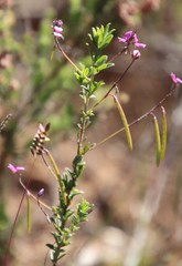 Indigofera filiformis