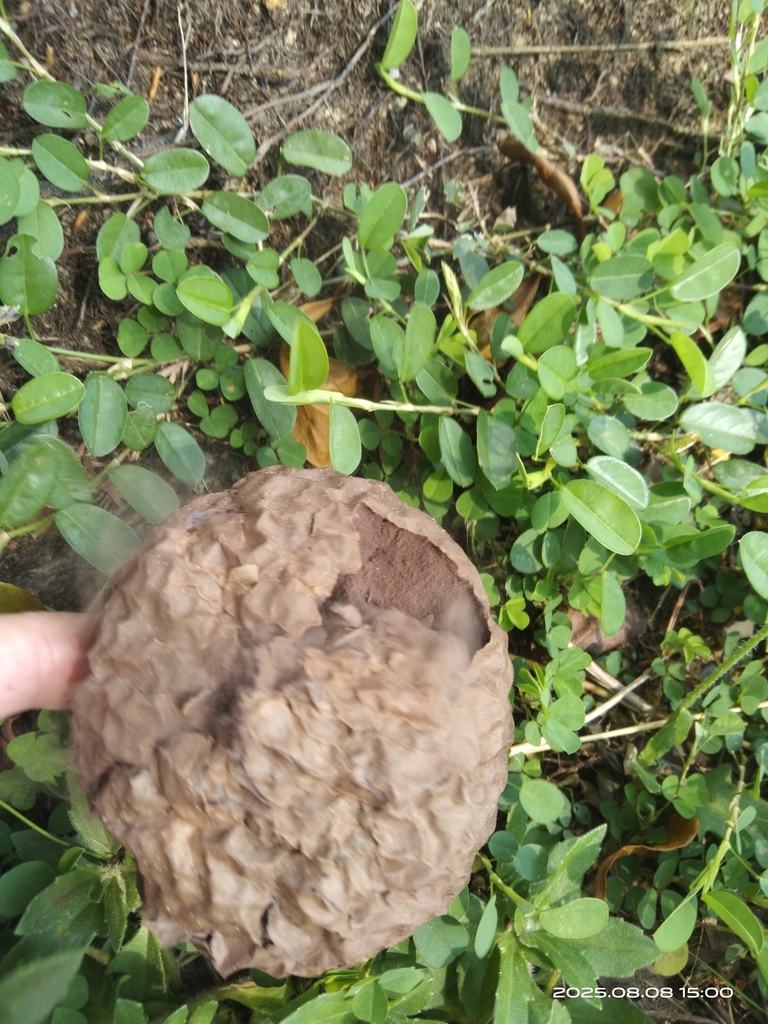 Calvatia lilacina · August 2025 · photo: © naturalist125570 (iNaturalist, cc0)