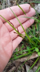 Carex spinirostris