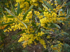 Acacia clunies-rossiae