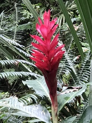 Alpinia purpurata