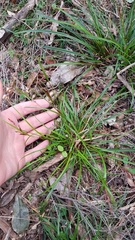 Carex spinirostris