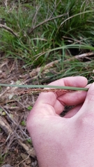 Carex spinirostris