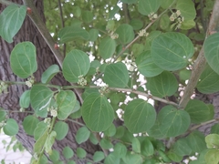 Ziziphus mauritiana