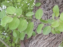 Ziziphus mauritiana