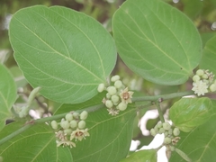 Ziziphus mauritiana