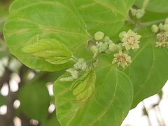 Ziziphus mauritiana