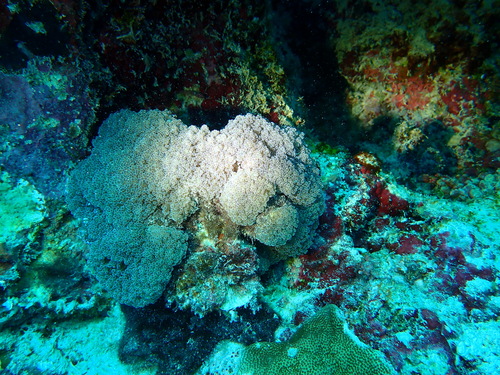Fimbriaphyllia paradivisa observed 2025-07-30