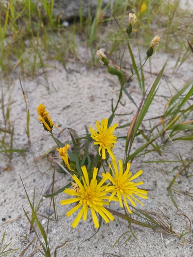 Canada hawkweed