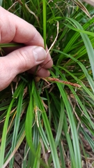 Carex spinirostris