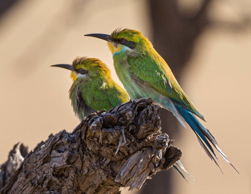 Swallow-tailed Bee-eater