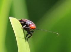 Oxyhaloa deusta