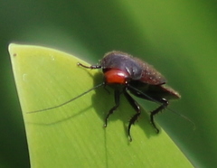 Oxyhaloa deusta