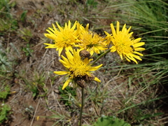 Berkheya speciosa