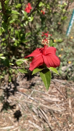 Hibiscus kokio, photograph 4