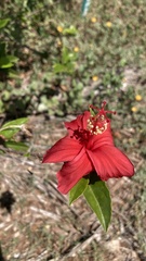 Hibiscus kokio, photograph (c) Duban Espinoza, some rights reserved (CC BY)