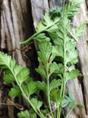 Asplenium appendiculatum maritimum