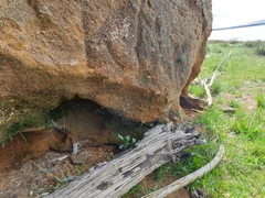 Asplenium appendiculatum maritimum