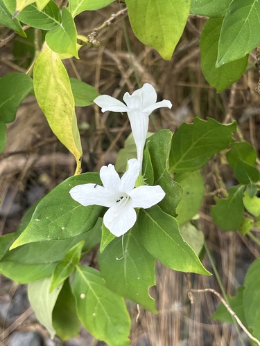 Barleria cristata observed 2025-08-07