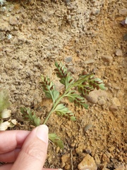 Asplenium appendiculatum maritimum
