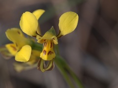 Diuris unica