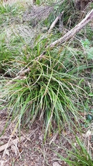 Carex spinirostris