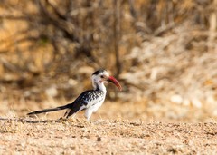 Tockus damarensis