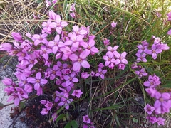 Boronia barkeriana