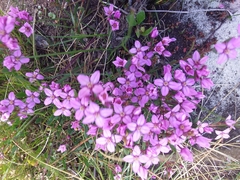 Boronia barkeriana
