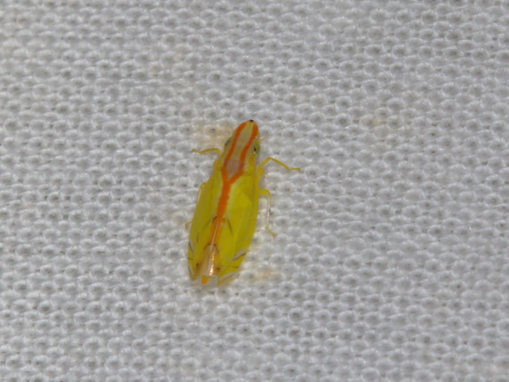 Nirvana peculiaris