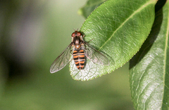 Episyrphus balteatus