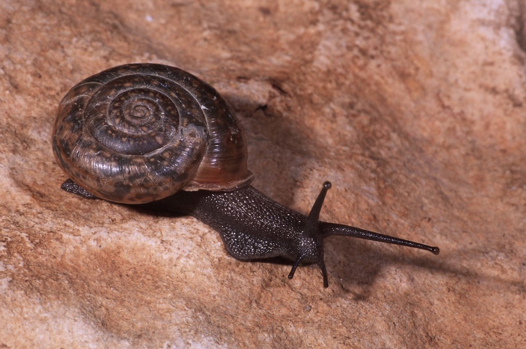 Campylaea padana