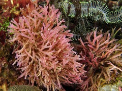 Dichotomaria marginata