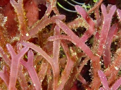 Dichotomaria marginata