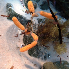 Botrylloides perspicuus