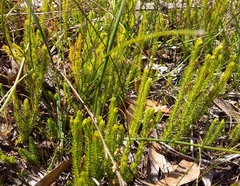 Lateristachys lateralis