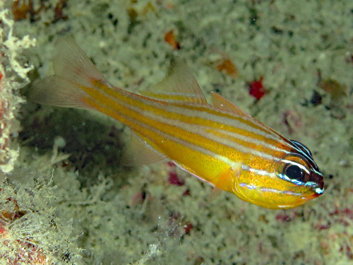 Coral cardinalfish (Ostorhinchus properuptus) — Apogonidae — 3