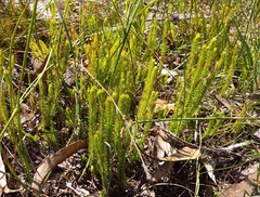 Lateristachys lateralis