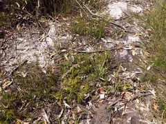 Lateristachys lateralis