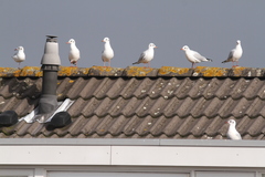 Chroicocephalus ridibundus