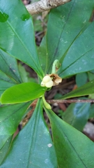 Euphorbia thouarsiana