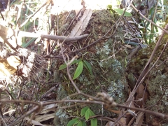 Sarcochilus falcatus