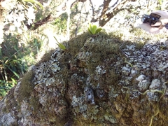 Sarcochilus falcatus