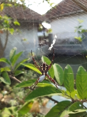 Argiope appensa