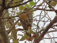 Accipiter nisus
