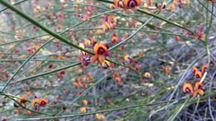 Daviesia triflora