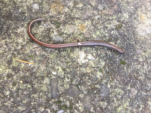 California Slender Salamander, Oregon, US, photo 8 of 10