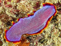 Pseudoceros ferrugineus